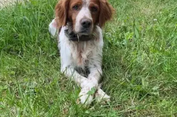 Chien Rudy perdu avec GPS, secteur Suré - photo