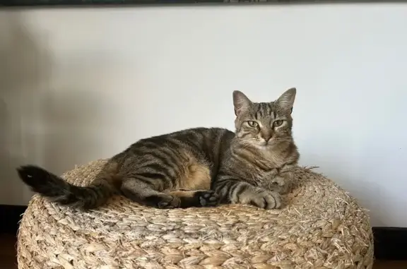 Chat perdu, Nouvelle-Aquitaine, photo: Chatte tigrée perdue à Lagord