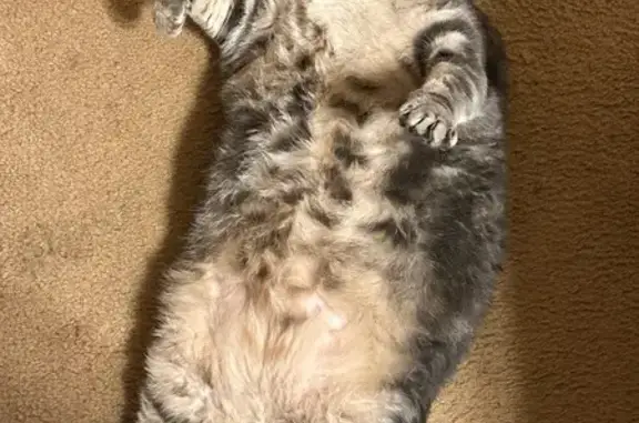 Lost Calico Cat: Abigail, 25 lbs, Prattville