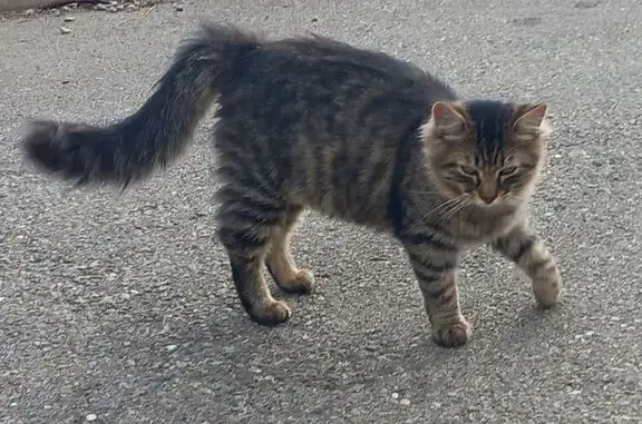 Chat perdu, Borgo, photo: Chat perdu, 9 mois, Borgo