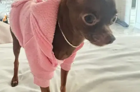 Found: Chocolate Teacup Chihua...