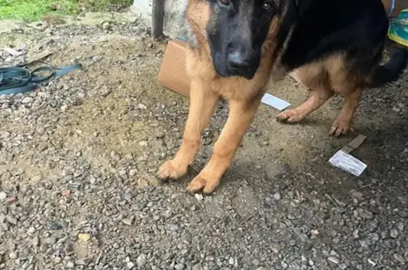 Chien trouvé , photo: Jeune berger allemand trouvé à Caumont