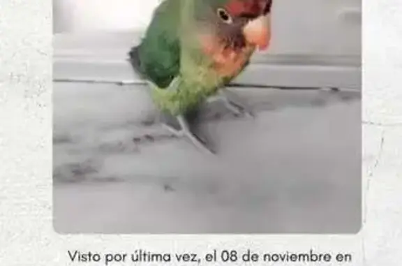 Ave Perdida: Loro Verde con Pl...