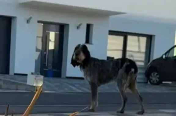 Chien trouvé , photo: Chien de chasse trouvé à Entrange