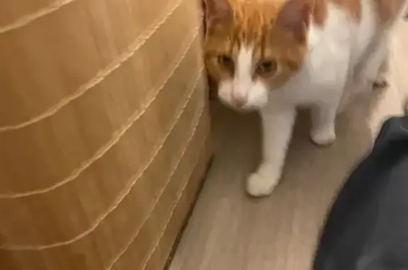 Animaux trouvés Vannes, photo: Chat mâle roux/blanc trouvé à Vannes