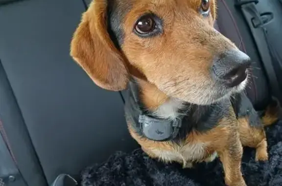 Animaux trouvés , photo: Chien trouvé à Billé : peureux mais câlin