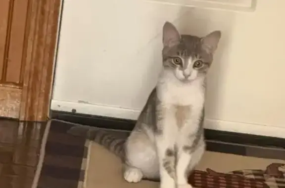 Help Find Teddy: Gentle Cat Needs Home