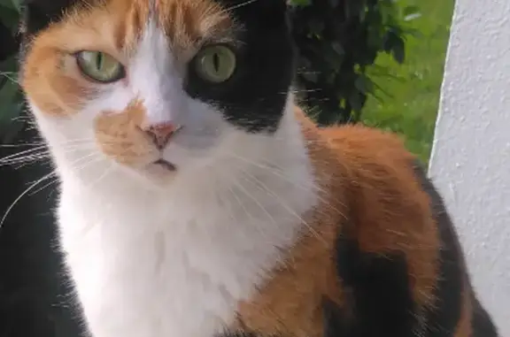 Chat perdue, très craintive à Juvisy-sur-Orge - photo