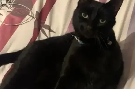 Animaux perdus , photo: Chat noir perdu, yeux verts, Revigny