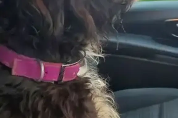 Animaux trouvés , photo: Chienne trouvée sur la RN12 à Pullay