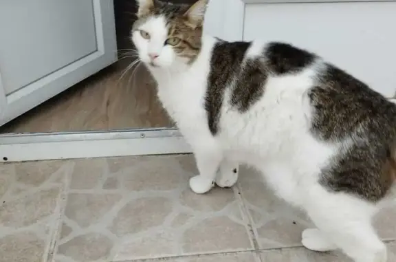 Chat perdu à Lodève, Rue du Puits - photo