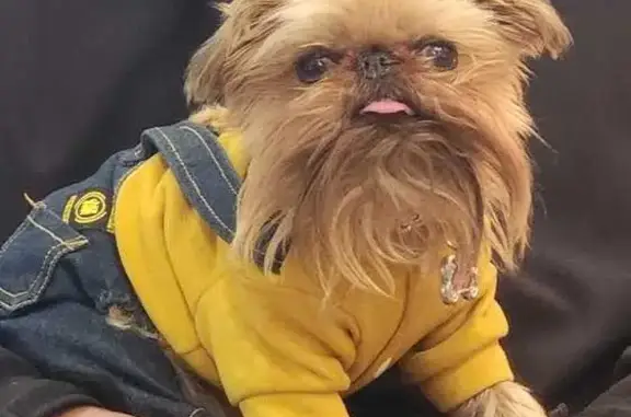 Help Find Gucci: Lost Dog in Phoenix