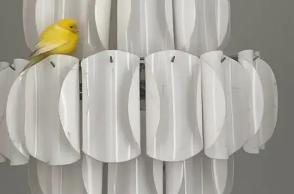 Canari jaune trouvé à Drancy - photo