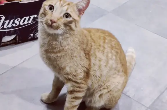 Animaux trouvés Barneville-Carteret, photo: Chat trouvé : jeune félin en sécurité