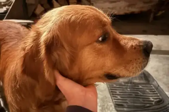 Animaux trouvés , photo: Chien trouvé sans collier à Sauternes