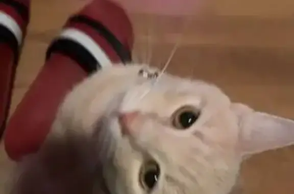 Help Find Chubby Simba - 14th Ave MPLS