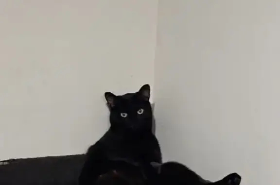 Gatos perdidos, Sabadell, foto: ¡Gato Negro Perdido en Sabadell!