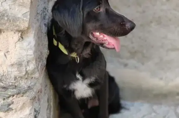 Chien perdu Bastia, photo : Chien perdu: Border collie noir 9 mois