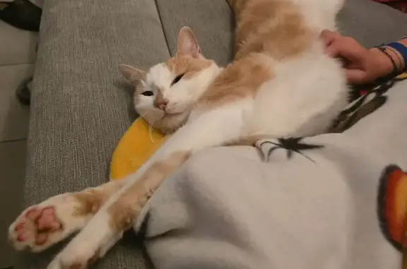Chat perdu, Carquefou, photo: Chat perdu à Carquefou, pucé et tatoué