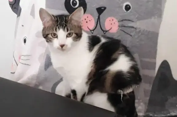 Chat perdu, , photo: Chatte tigrée et blanche perdue, très peureuse