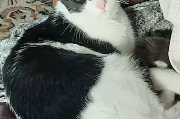 Animaux perdus Herbignac, photo: Chat perdu : jeune noir et blanc à Herbignac