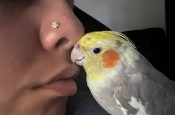 Lost Bird: Sweet Yellow Feathe...