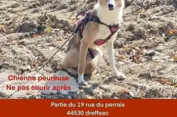 Chien perdu Drefféac, photo : Chien perdu avec harnais rouge à Bouvron