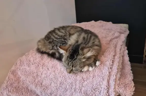 Chatte tigrée perdue, 6 mois, Trignac - photo