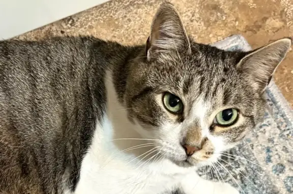 Lost Tiger-Striped Cat in Patchogue