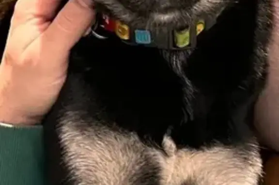 Зникла собака з різнокольоровими очима