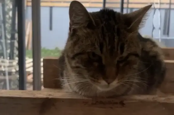 Animaux perdus , photo: Chat tigré perdu à La Verpillière