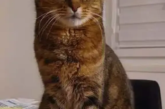 Chat perdu, Saint-Trivier-de-Courtes, photo: Chatte Moon perdue à St Trivier de Courtes