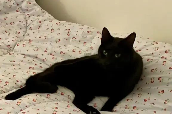 Chat perdu, Issy-les-Moulineaux, photo: Chat noir perdu à Issy-les-Moulineaux