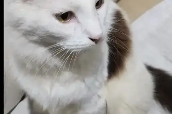 Chat angora blanc perdu à Quincy-sous-Sénart - photo