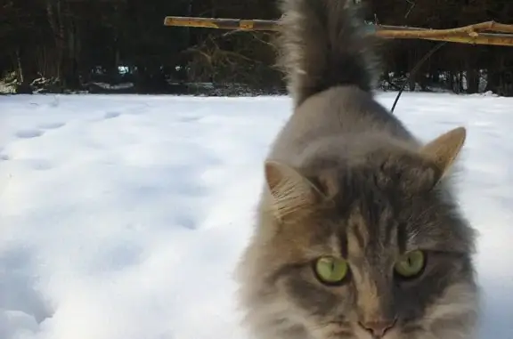 Animaux perdus Bourgogne-Franche-Comté, photo: Chatte grise tigrée perdue à Saint-Amand