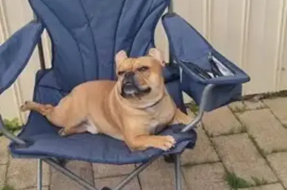 Lost Tanned French Bulldog in Onkaparinga