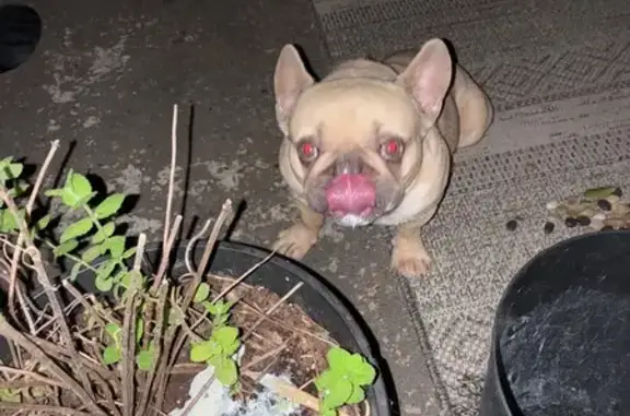 Lost Cream French Bulldog: Finn, Conroe