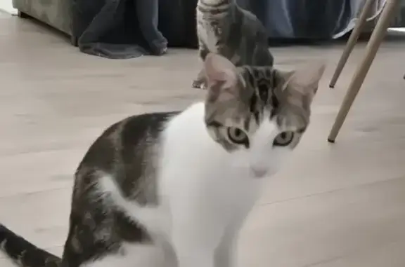 Chatte perdue, blanche et tachetée, Vichy - photo