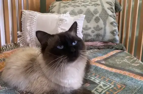 Lost Ragdoll Cat in Armadale -...