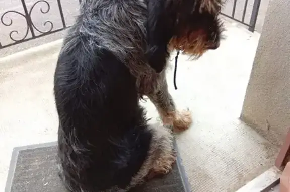 Chien trouvé , photo: Chien trouvé à Saint-Denis-sur-Coise