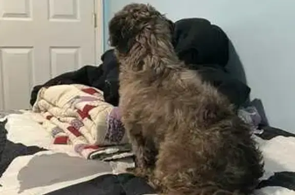 Lost Shih Tzu Loki: Grey, Shaggy, Fixed