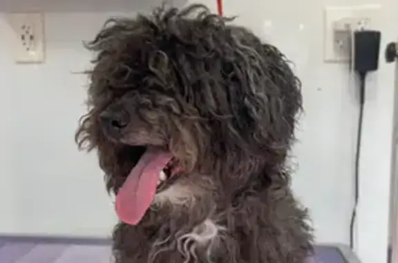 Lost pets Fort Myers, photo: Lost Dog: Black, Curly, Male, Fort Myers