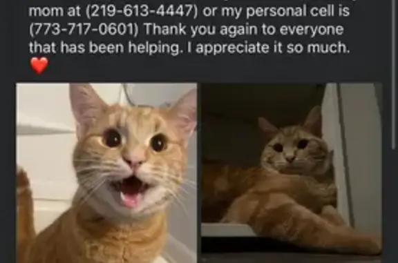 Friendly Orange Cat Missing on Olcott Ave