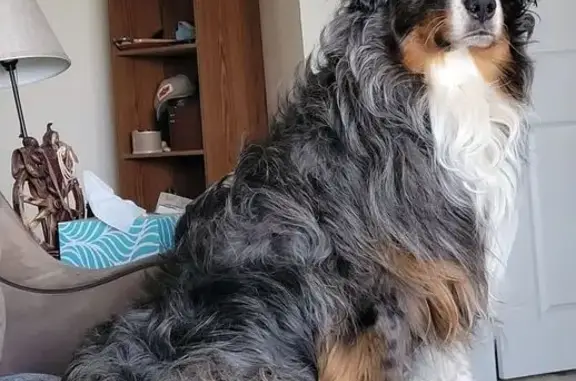 Missing dog Midwest City, photo: Lost Blue Merle Aussie in Midwest City