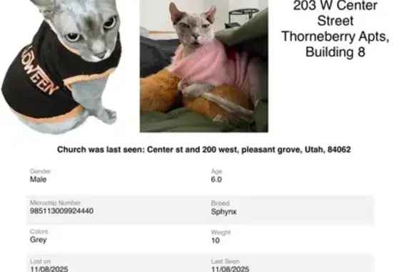Lost Sphynx in Halloween Sweater - Help!