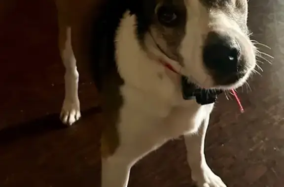 Lost Dog: Black/Tan/White, Green Collar