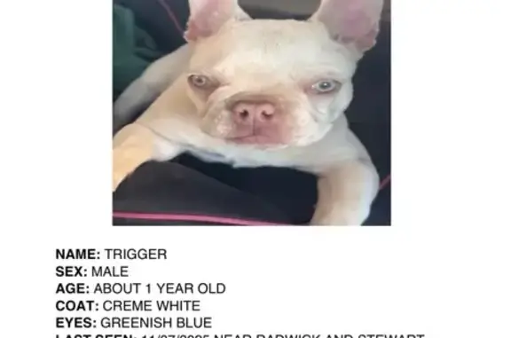 Lost French Bulldog: Radwick Drive