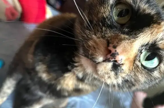 Lost 12-Year-Old Tortoiseshell Cat in Fort Ogle