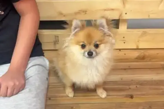 Lost Dog: Friendly Honey Missing in Phoenix