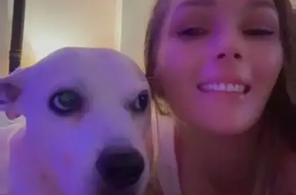 Lost Dog: White & Brown, Magnolia Ave